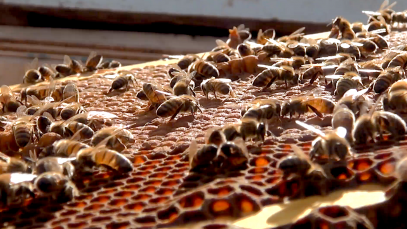 186-Abeilles