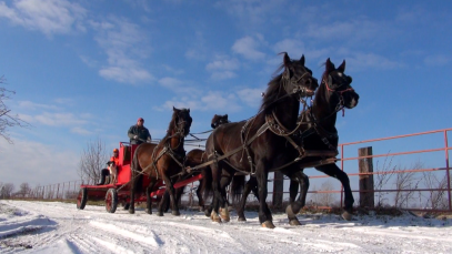 attelage-chevaux