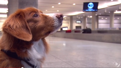 capsule5-maitre-chien-aeroport
