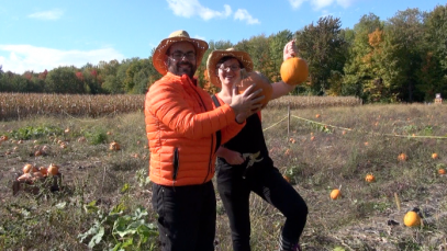 cueillette-citrouilles