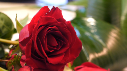 fleuriste