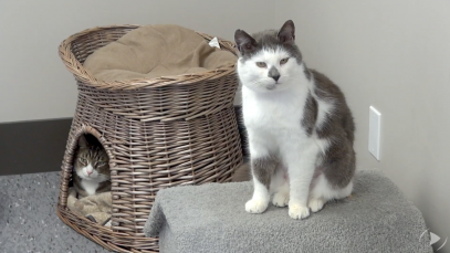 les-joies-du-chat-dit-11
