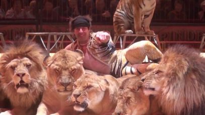 tetes-cirque-lion-pinder