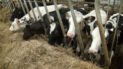traite-vache