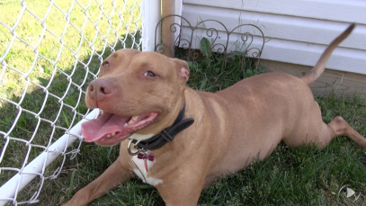 vie-chien-03-mythes-pitbulls