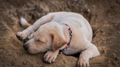 vie-chien-05-fin-creusage