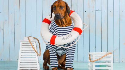vie-chien-06-croisiere-chien