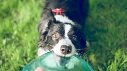 vie-chien-08-sports-canin