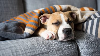 vie-chien-09-mythes-chiens
