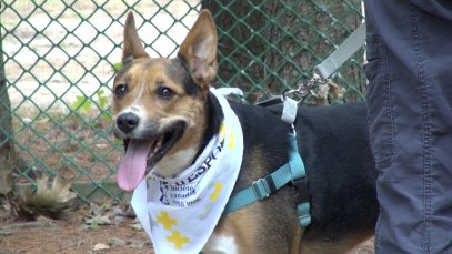 vie-chien-11-pattes-espoir-chien